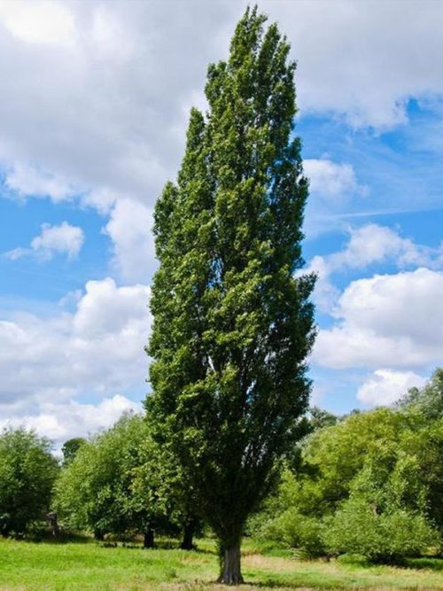 poplar lombardy tree