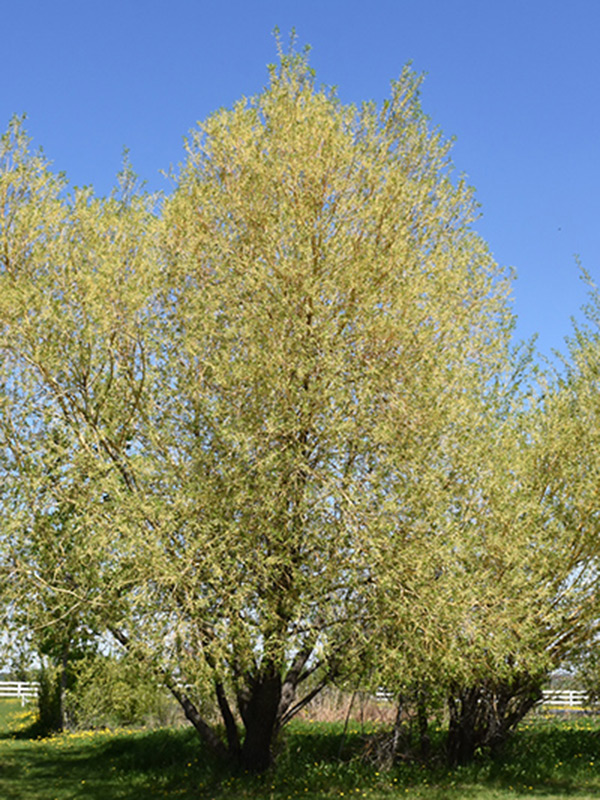 golden willow tree