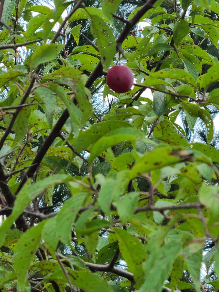 american plum tree with fruit