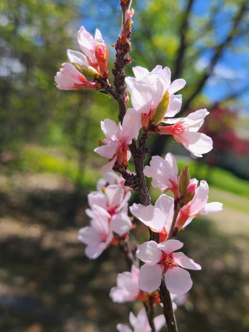 nanking cherry blossom