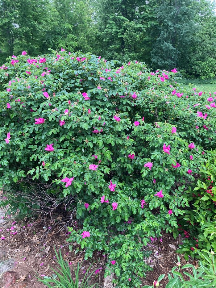 rosa rugosa bush